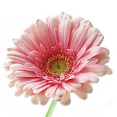 Pink Gerberas