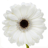 White Gerberas