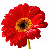 Red Gerberas