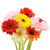 Mix Gerberas