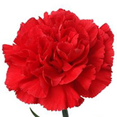 Red Carnations