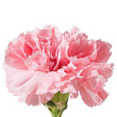 Pink Carnations