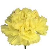 Yellow Carnations