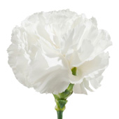 White Carnations