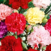 Mix Carnations