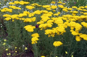 Achillea Biebersteinii 