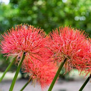 Blood Lily