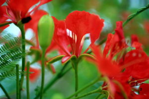 Red acacia