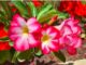 10 Endemic Flowers Of Saudi Arabia