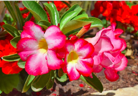 10 Endemic Flowers Of Saudi Arabia