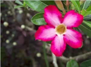 Kudu or Desert Rose