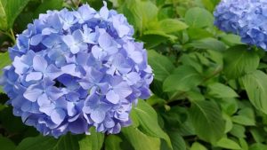 Hydrangea