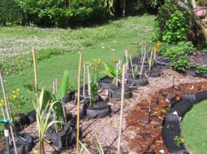 vegetable gardens