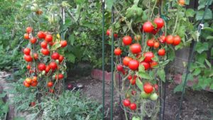 Plant Tomato