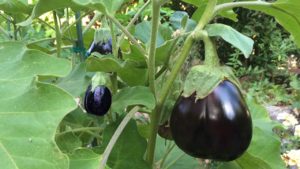 plant Eggplant