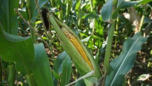 Plant Sweet corn