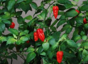 grow chillies
