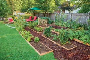 Pros and Cons of planting fruit vegetables in your own garden