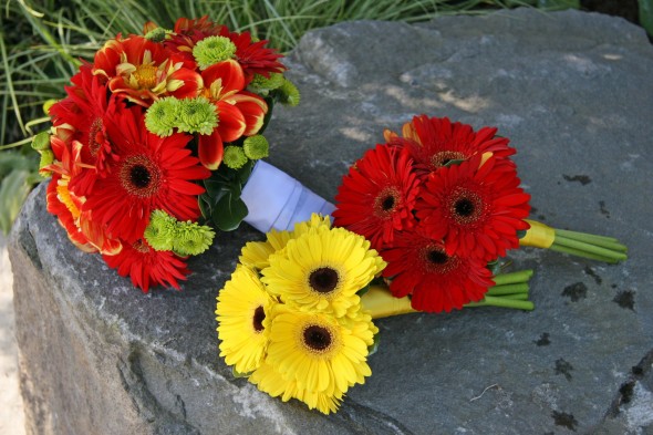 Yellow and red and gerberas