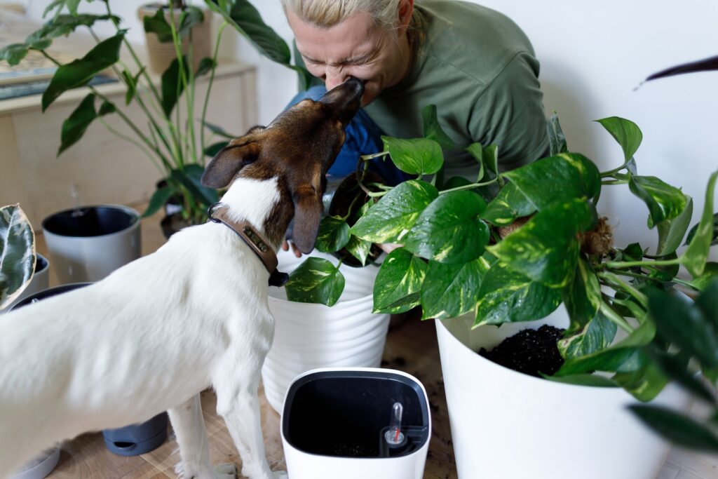 How Potted Plants live longer