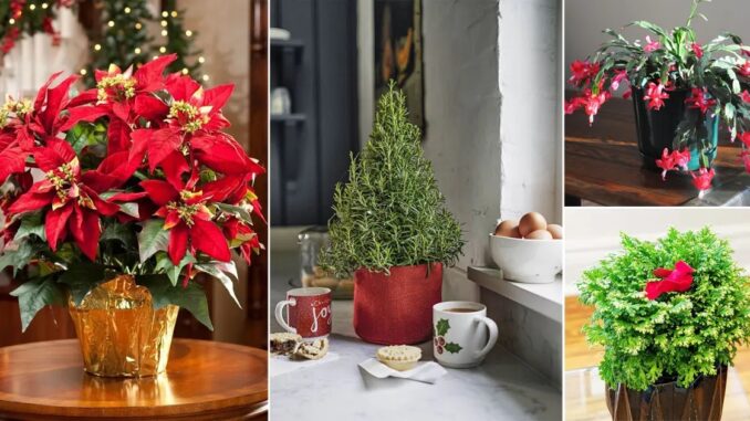 10 Indoor Christmas Plants to Make Your Xmas Merrier