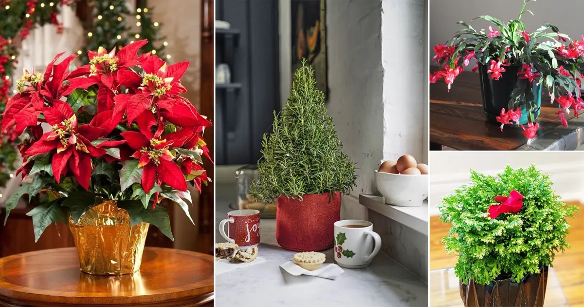 10 Indoor Christmas Plants to Make Your Xmas Merrier