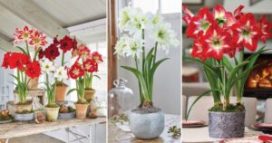 Indoor Amaryllis Plants