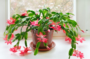 Indoor Christmas Cactus Plant