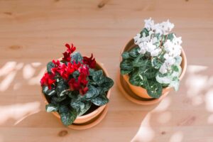 Indoor Cyclamen Plant