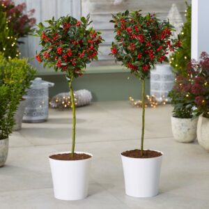 Indoor Holly Plant