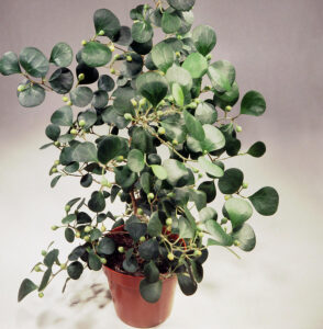 Indoor Mistletoe Plants