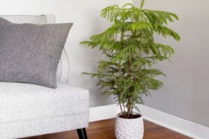 Indoor Norfolk Island Pine Plant