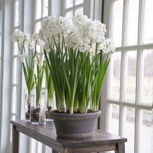 Indoor Paper-whites Plant