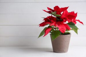 Indoor Poinsettia Plant