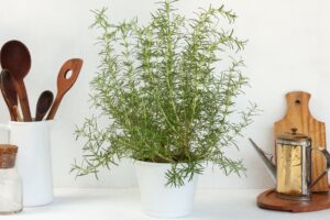 Indoor Rosemary Plant